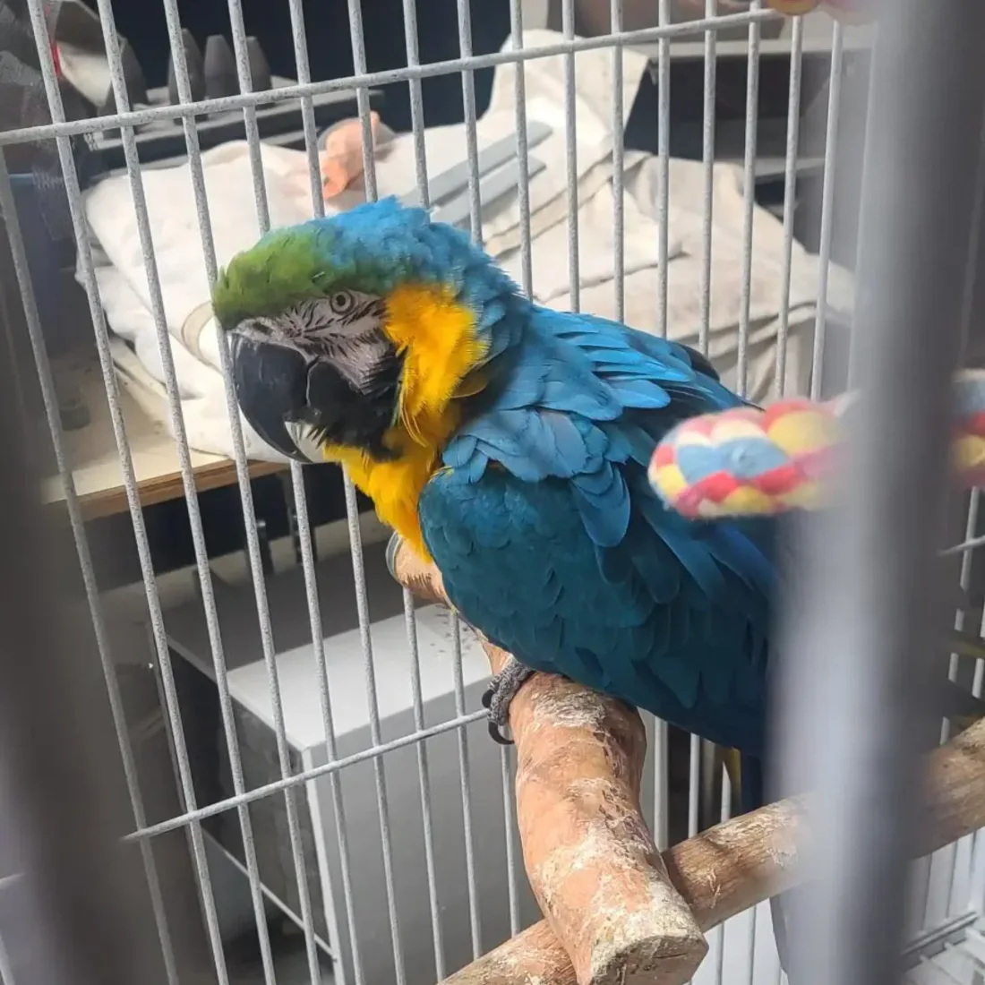 A close-up of a blue-and-yellow macaw sitting on a wooden perch inside a wire cage, with vibrant blue feathers on its back and wings and bright yellow feathers on its chest. A colourful rope toy hangs beside it.